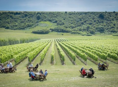 Outdoor dining among the South Downs vines
